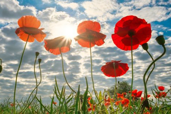 How Different Countries Celebrate Remembrance Day