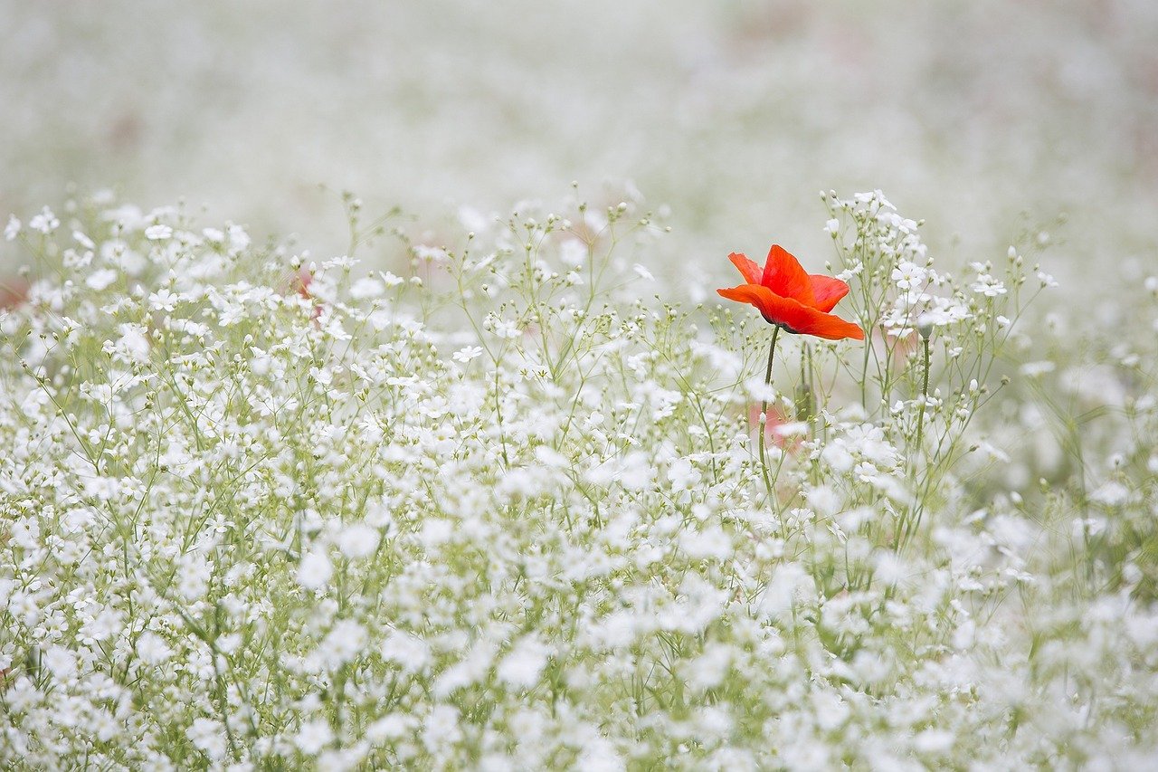 image of a single poppy in a field