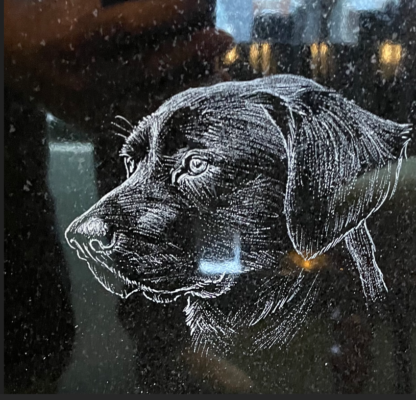 DG5 LABRADOR DOG